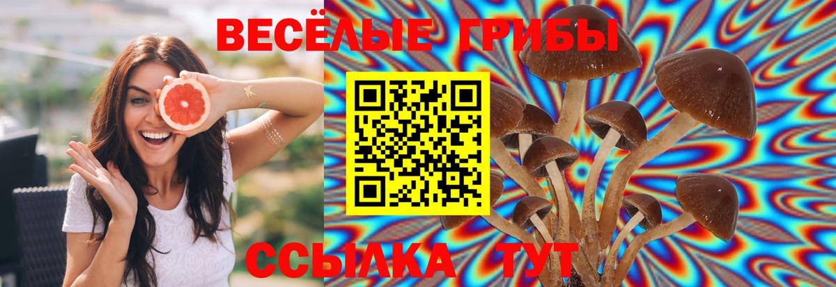 Псилоцибиновые грибы Cubensis  Вход с VPN  Ковров 